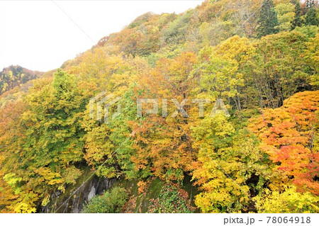 青森 白神山地 紅葉した山 青森 白神山地 紅葉した山 78064918