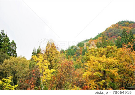 青森 白神山地 紅葉した山 青森 白神山地 紅葉した山 78064919