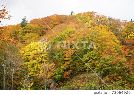 青森 白神山地 紅葉した山 青森 白神山地 紅葉した山 78064920