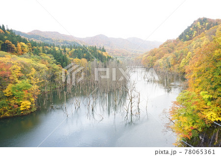 青森 白神山地 美山湖の紅葉 青森 白神山地 美山湖の紅葉 78065361