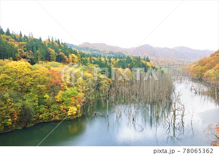 青森 白神山地 美山湖の紅葉 78065362