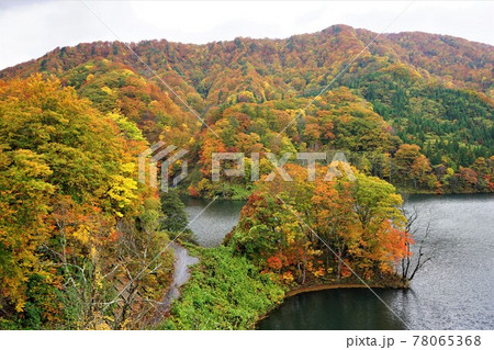 青森 白神山地 美山湖の紅葉 78065368
