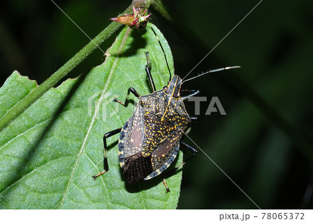 キマダラカメムシ 78065372