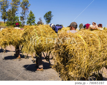 Malagasy farmers riding a bike carrying a huge load of hay 78065397