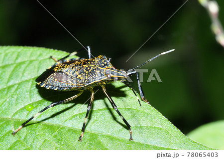 キマダラカメムシ キマダラカメムシ 78065403