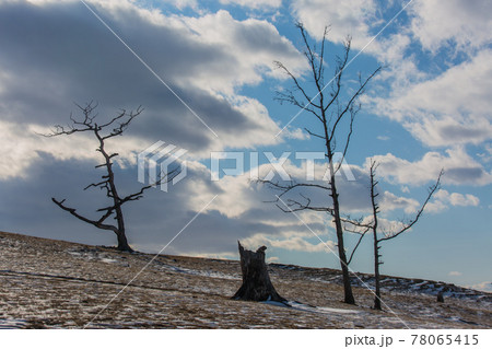 An ancient dark trees silhouettes of dry trees in a white snow on a bright sunny day with clouds. 78065415