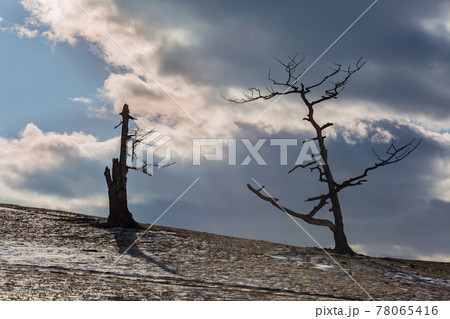 An ancient dark trees silhouettes of dry trees in a white snow on a bright sunny day with clouds. An ancient dark trees silhouettes of dry trees in a white snow on a bright sunny day with clouds. 78065416