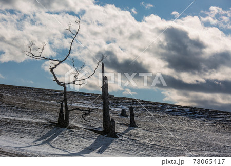 An ancient dark trees silhouettes of dry trees in a white snow on a bright sunny day with clouds. 78065417