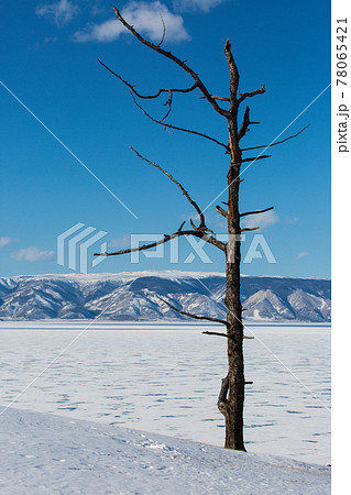 An ancient dark trees silhouettes of dry trees in a white snow on a bright sunny day with clouds. An ancient dark trees silhouettes of dry trees in a white snow on a bright sunny day with clouds. 78065421