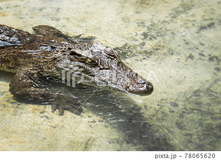 Crocodile in the water 78065620