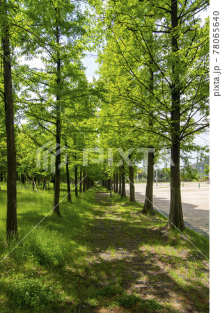 公園 樹木 木 78065640