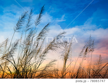 Flowering of Grass 78065747