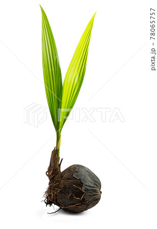 Bud of Coconut Tree Bud of Coconut Tree 78065757