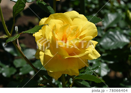 ミラベラ 78066404