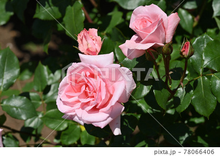 プリンセス・アイコ 78066406