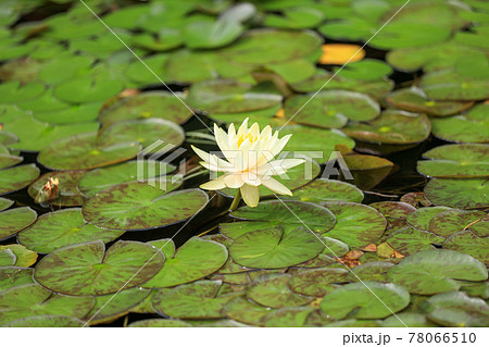 滋賀県草津市の水生植物公園みずの森の風景、緑、エコ、植物【5月】 滋賀県草津市の水生植物公園みずの森の風景、緑、エコ、植物【5月】 78066510