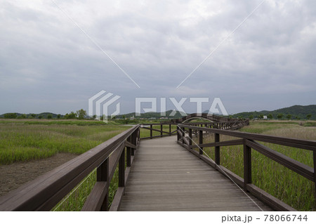 公園 葦 夏 78066744