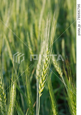 Wheat Wheat 78066796