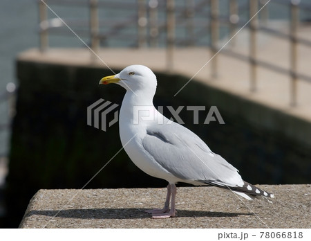 Seagull 78066818