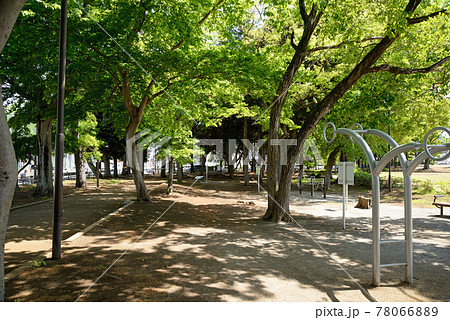 新緑の、千葉県船橋市、高根木戸近隣公園 78066889