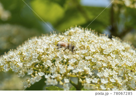 花 昆虫 ミツバチ 78067285
