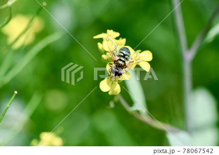 ルリハナアブ 78067542