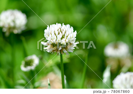 シロツメクサ 78067860