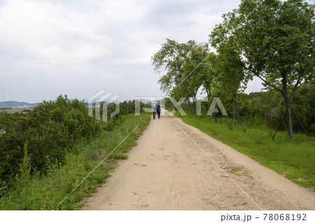 木 公園 夏 78068192