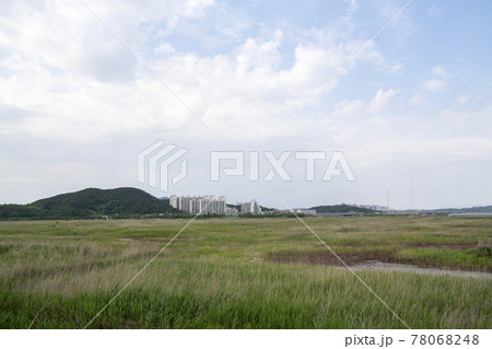 風景 公園 葦 78068248