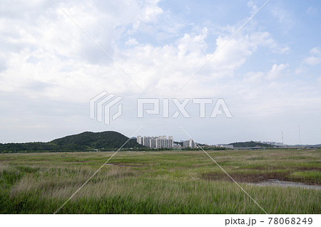 風景 公園 葦 78068249