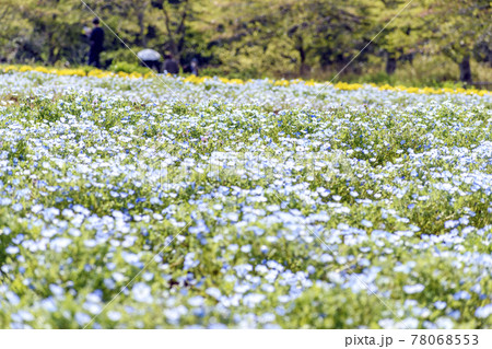 富田さとにわ耕園　ネモフィラ 78068553