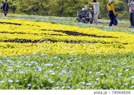 富田さとにわ耕園 ネモフィラとビオラ 富田さとにわ耕園 ネモフィラとビオラ 78068606