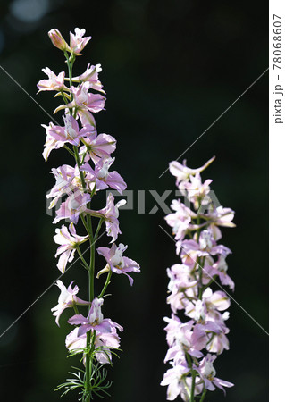 ラークスパー（飛燕草） 78068607