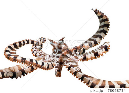 タコ　ミミックオクトパス　白バック 78068754