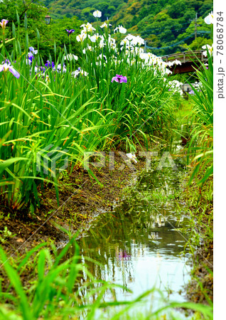湖面に映る菖蒲の花 78068784