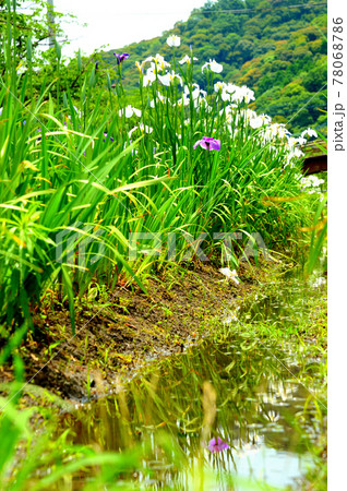 湖面に映る菖蒲の花 78068786