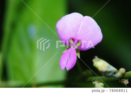 アレチヌスビトハギの花 78068911