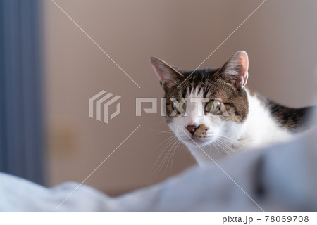 見つめる猫 キジトラ猫 見つめる猫 キジトラ猫 78069708