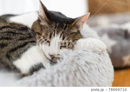 見つめる猫 キジトラ猫 見つめる猫 キジトラ猫 78069710