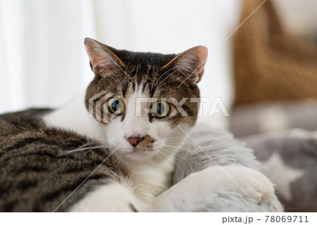 見つめる猫　キジトラ猫 78069711