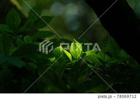 暗い森で光る葉 暗い森で光る葉 78069712