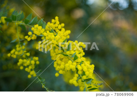 Yellow flowers of the australian acacia cultriformis 78069906