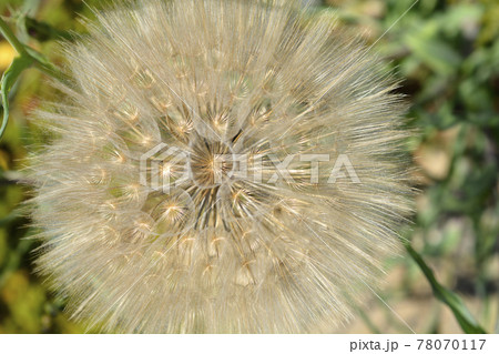 Common salsify Common salsify 78070117