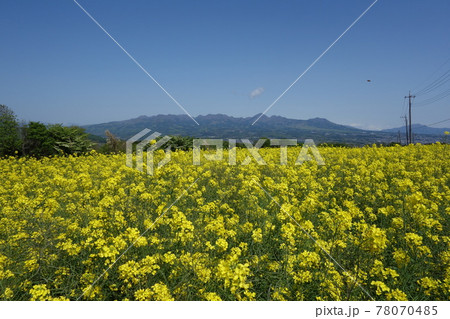 鼻高展望花の丘の風景 鼻高展望花の丘の風景 78070485