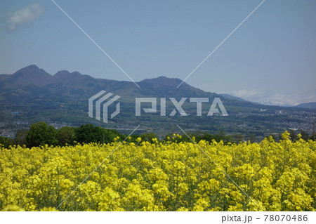 鼻高展望花の丘の風景 鼻高展望花の丘の風景 78070486