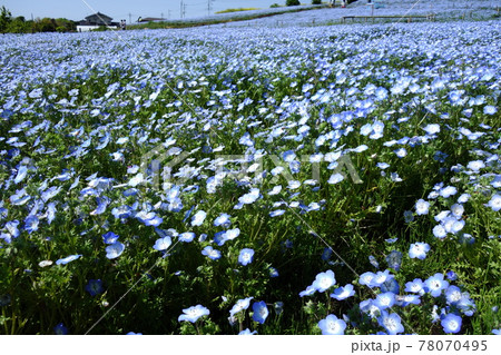 鼻高展望花の丘のネモヒラ 鼻高展望花の丘のネモヒラ 78070495