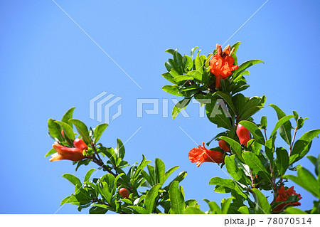 実ザクロ(石榴)の花 実ザクロ(石榴)の花 78070514