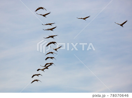 Cranes flying in blue sky Cranes flying in blue sky 78070646
