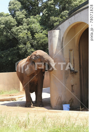 大牟田市 動物園 ぞう、 大牟田市 動物園 ぞう、 78071828