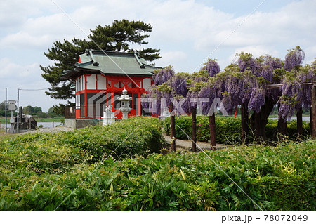 多々良沼・浮島弁財天のふじ 78072049